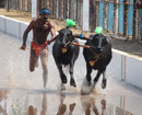 Bantwal: Swami Mohandas of Manila hopes Kambala, buffalo’s race promote communal harmony